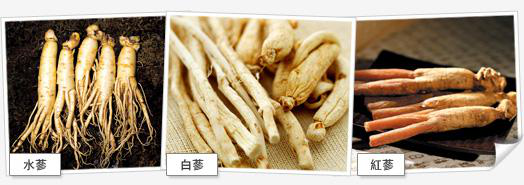 高麗蔘分類