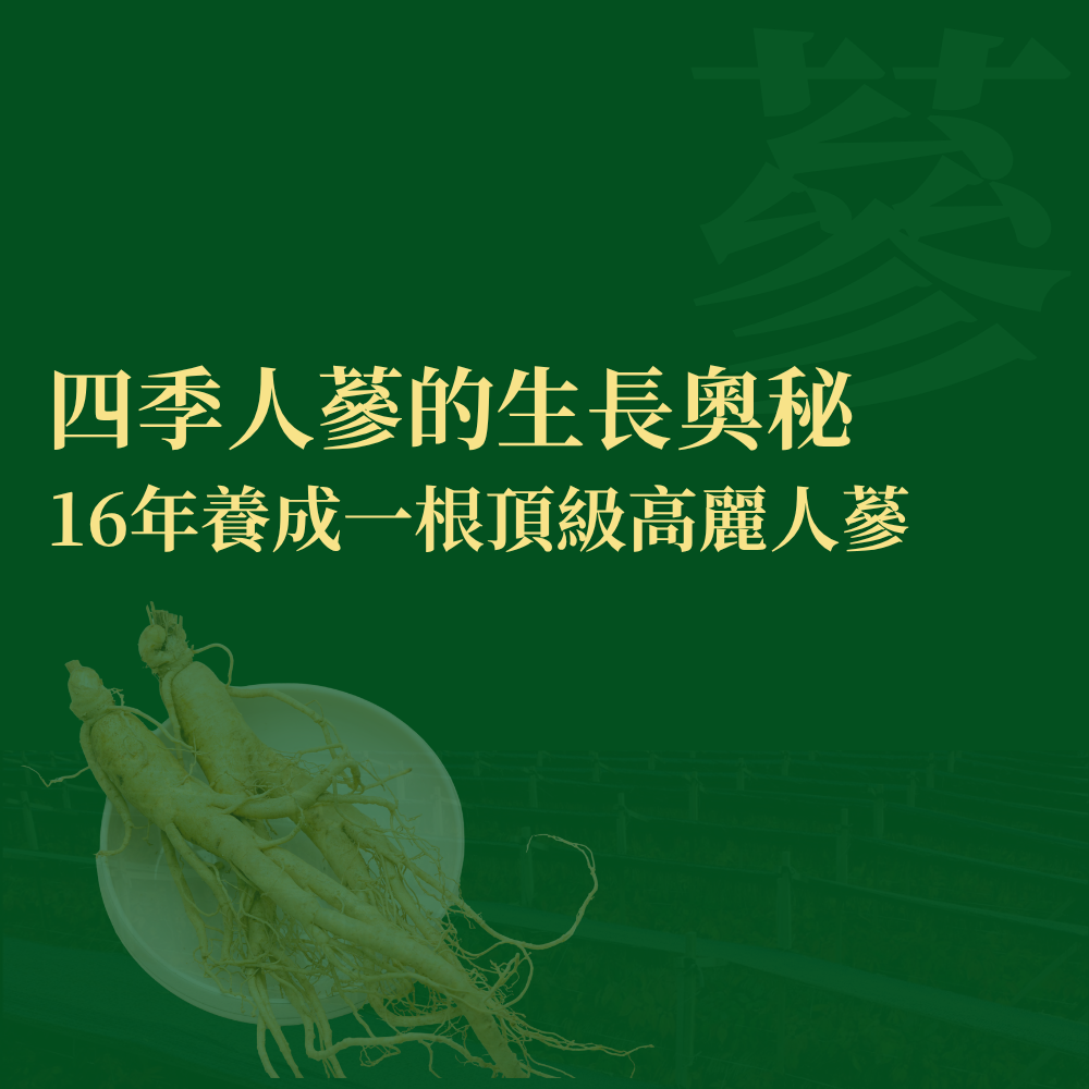 高麗人蔘種植揭秘：16年才能收成一次的原因